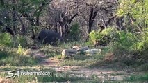 Rhinos Give Sleeping Lions a Wake Up Call