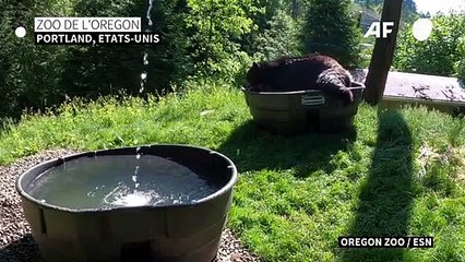 Takoda, l'ours noir du zoo de l'Oregon, savoure une baignade rafraîchissante