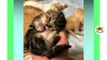 Cute kittens meowing compilation - Funny kitten video  - Kitten meowing #10