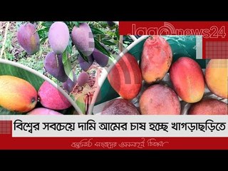 বিশ্বের সবচেয়ে দামি আমের চাষ হচ্ছে খাগড়াছড়িতে | Jagonews24.com