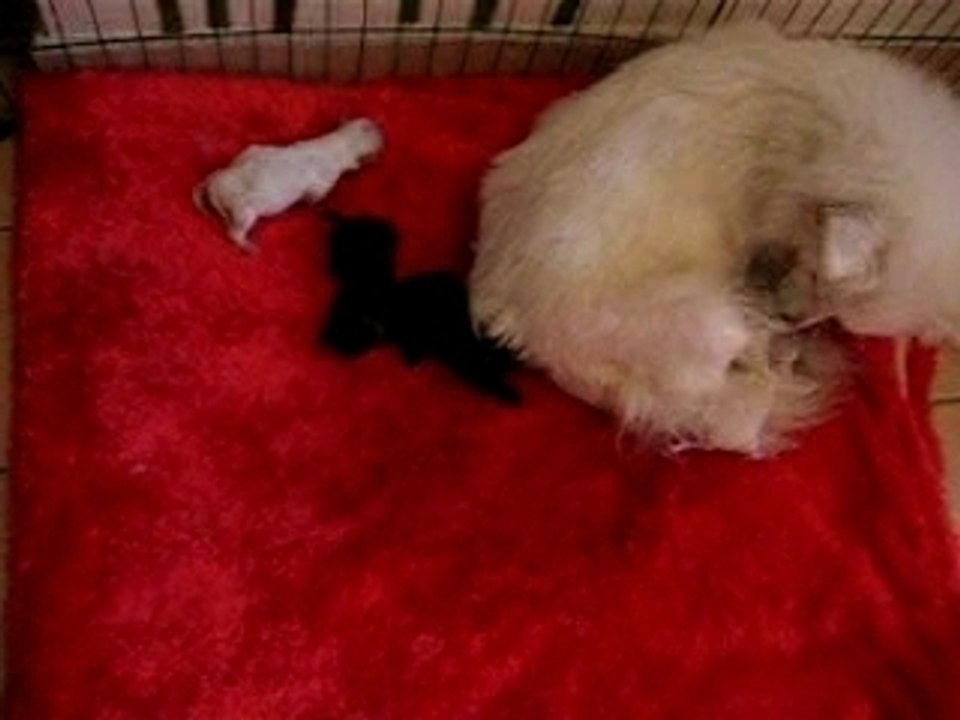 Vanille et ses bébés 2