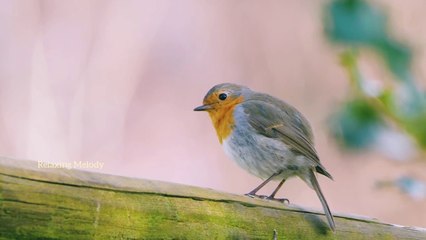 Beautiful Birds and Nature Sound , Relaxing Music, Yoga and Stress Relief Music