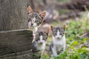 Volunteer Student Organization Cares for Growing Population of Stray Cats at UT Arlington