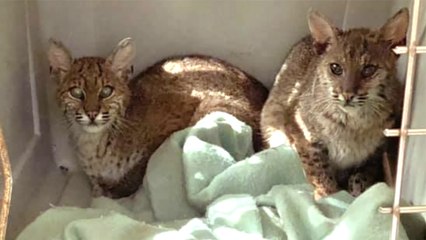 Two MORE Bobcats Arrive!!