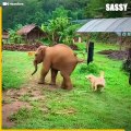 These baby elephants are the cutest! ❤️️