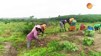 UPL_La résilience du cacao par la diversification des cultures.V.03