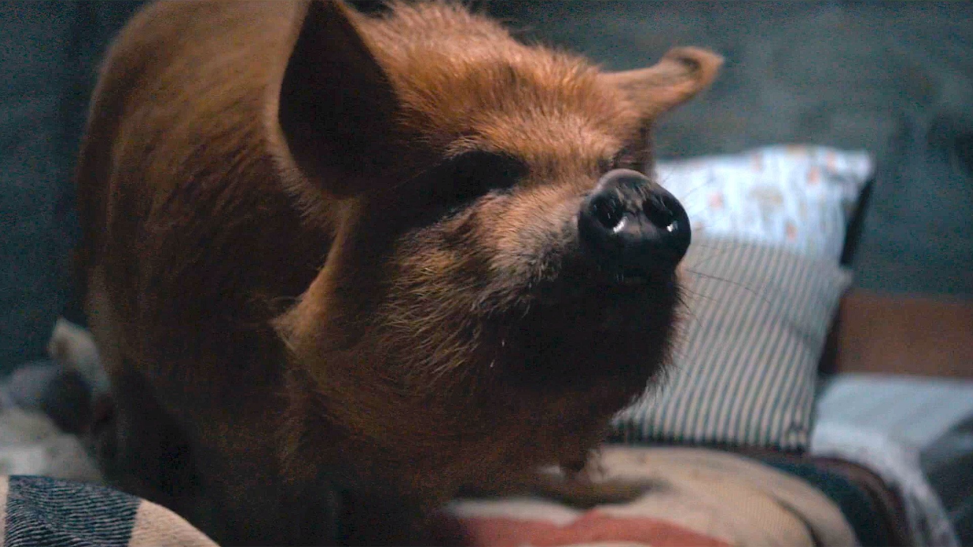 Pig with Nicolas Cage - Official Trailer - video Dailymotion