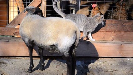 A cat and a sheep lovely friendship || cute status video whatsapp 30 seconds