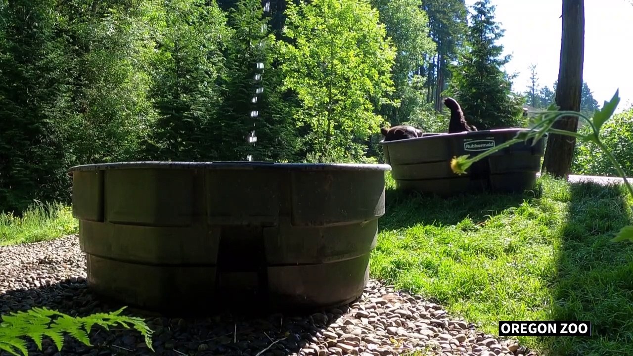 Oregon Zoo’s black bear Takoda enjoys refreshing pool dip