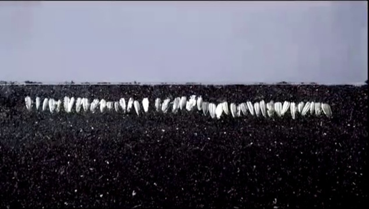 How to plant sunflower