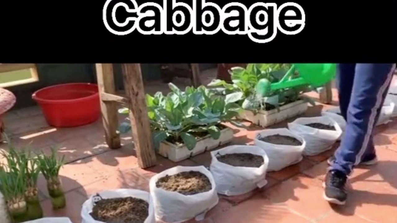 How to grow cabbage
