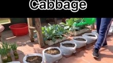 How to grow cabbage