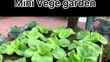 How to make mini vegetable garden