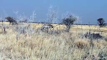 Gergedan arabaya saldırdı