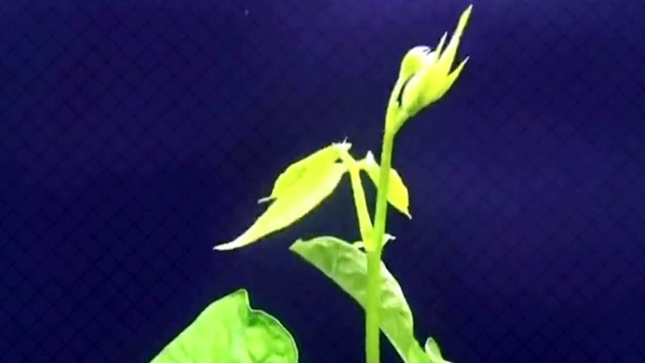 How to grow green beans