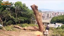 Amazing Let's see How Japanese cutting Down big Trees - Fastest Tree Chainsaw Felling