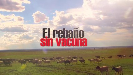 Pastores arreando sus ovejas para que no se vacunen