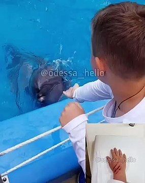 فيديو: دولفين يقفز خارج الماء ، يعض ​​يده البالغ من العمر 6 سنوات