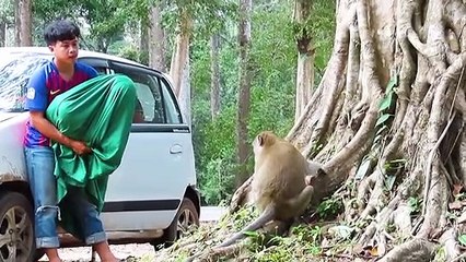 Fake Tiger Prank Monkey and Dog So  funny