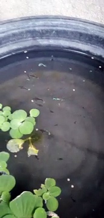 guppy