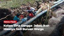 Kolam Tirta Gangga  Jebol, Ikan Hiasnya Jadi Buruan Warga
