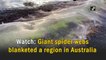 Watch: Giant spider webs blanketed a region in Australia