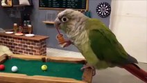 funny-parrots-videos-compilation-cute-moment-of-the-animals-cutest-parrots-3