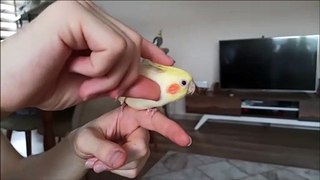 how-to-make-a-cockatiel-happy