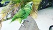 baby-animals-funny-parrots-and-cute-birds-compilation-2021-loros-adorables-recopilacion-1