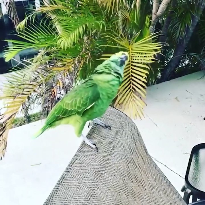 baby-animals-funny-parrots-and-cute-birds-compilation-2021-loros-adorables-recopilacion-1