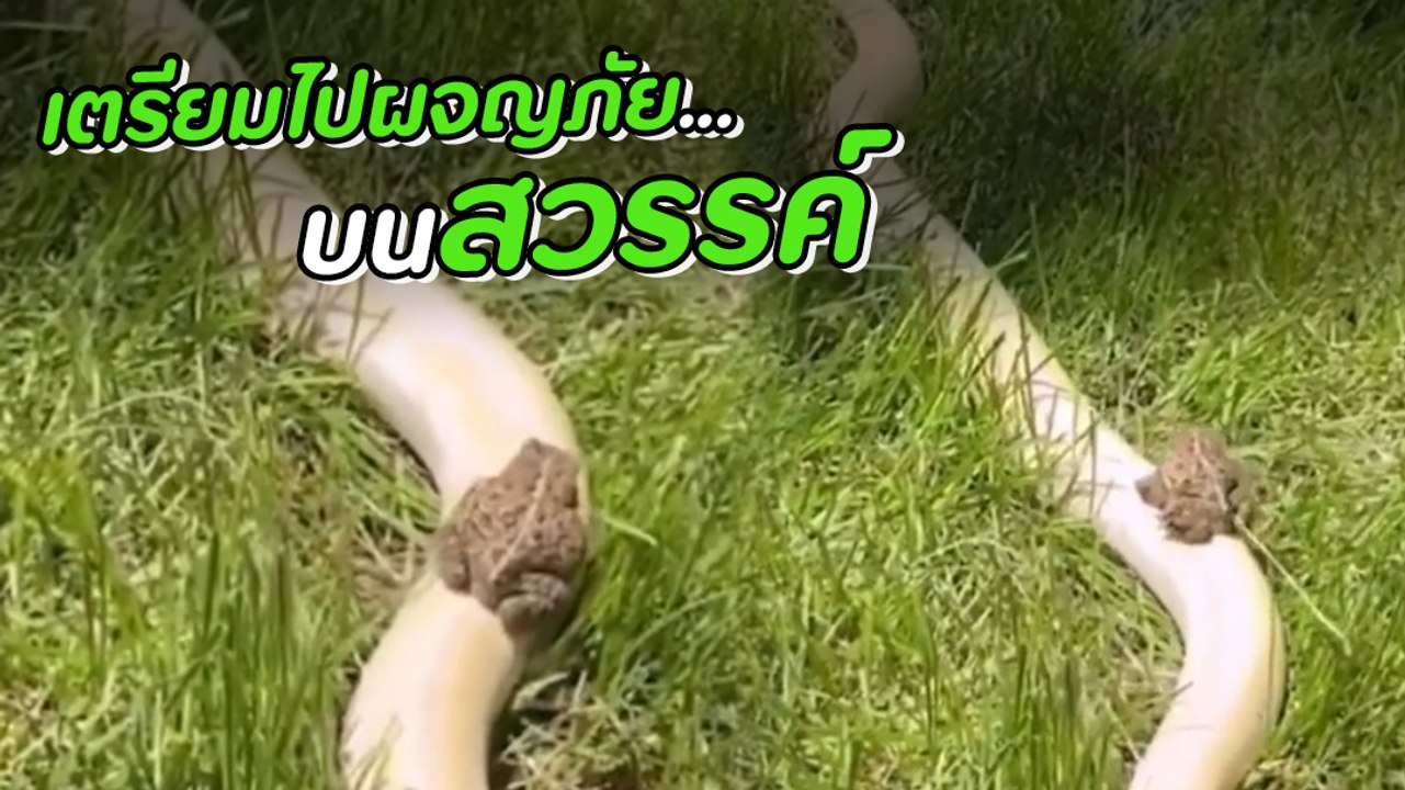 คางคกใจถึงนั่งรถไฟงู เลื้อยผ่านดงหญ้าสุดระทึก สถานีต่อไป คือกระเพาะละมั้ง