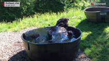 بالفيديو: دب أسود يستمتع بالمياه المنعشة خلال يوم حار في حديقة حيوانات أوريغون