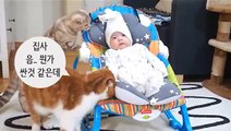 İlk defa bebek gören kedilerin tepkisi
