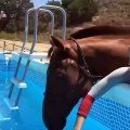 Cute And Funny Horse Videos Compilation Cute Moment Of The Horses   Cutest Horse #6