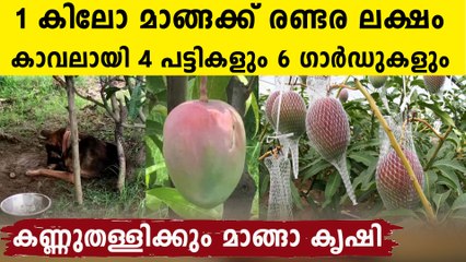 എന്റമ്മോ ഒരു കിലോ മാങ്ങക്ക് രണ്ടര ലക്ഷമോ ? അമ്പരപ്പിക്കും കൃഷി