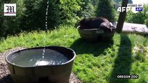 Oregon Zoo’s black bear Takoda enjoys refreshing pool dip