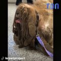 Un chien si emmêlé qu'il pouvait à peine marcher : Sa transformation est incroyable !