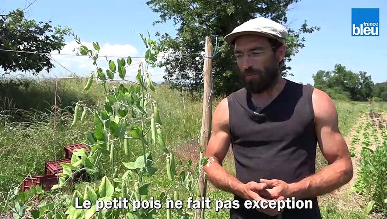 Les petits pois des Jardins du héron