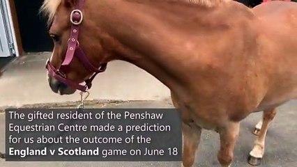 Sunderland Psychic Pony predicts England v Scotland score