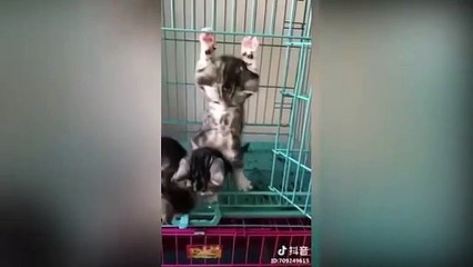 Cute and soft kittens psychological comfort