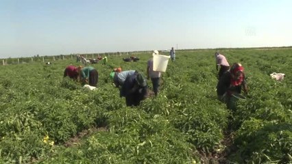 Bu sezon turfanda domateste rekolte beklentisi 200 bin ton