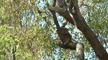 Australia podría incluir a los koalas en su lista de animales en peligro de extinción