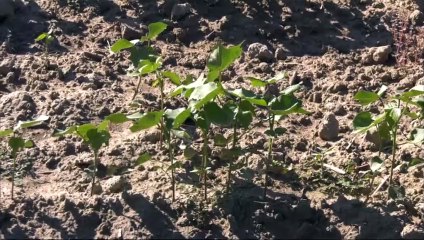 Έως και τις 22 Ιουνίου η υποβολή των δηλώσεων ΟΣΔΕ - Δεν "αφήνει"  περιθώρια για παράταση ο ΟΠΕΚΕΠΕ