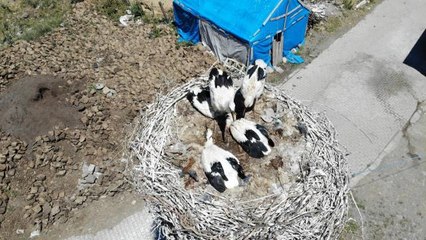 Leylek yavruları büyük göçe hazırlanıyor