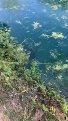 Snake Trying to Steal Fisherman's Catch