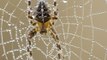 Australian towns covered in cobwebs after spiders fled from flooding