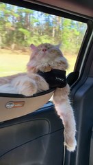 Cat Rides in Comfort for Road Trip