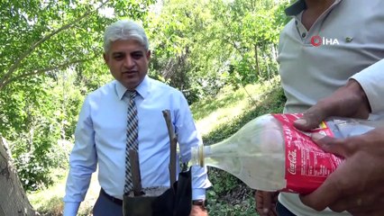 Verimden düşen ceviz ağaçları ekonomiye kazandırılıyor