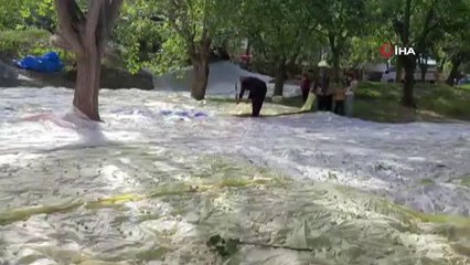 Son dakika haberleri! Yusufeli'nde dut pekmezi geleneksel yöntemlerle hazırlanıyor