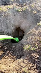 Giving a Gopher a Helping Hand Digging